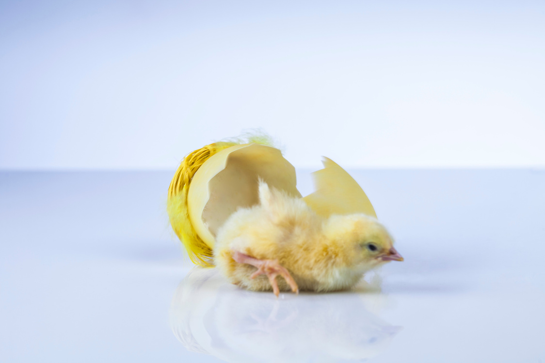 Chicken Egg Hatching